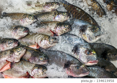 Fresh Whole Fish on Ice at Seafood Market Display, Assorted Trout and Sea Bream Fresh Whole Fish on Ice at Seafood Market Display, Assorted Trout and Sea Bream 134613958