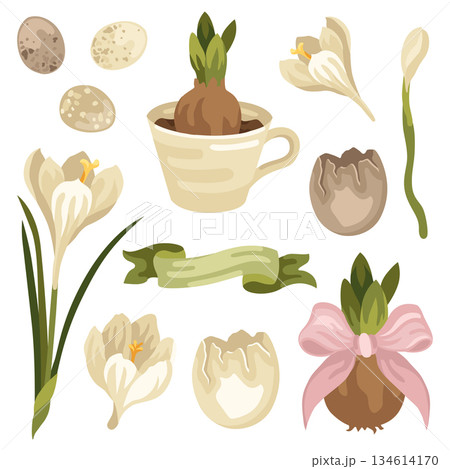 Spring Easter illustration set of blooming crocus flowers and bulb, bird eggs and eggshell, ribbon and bulb planted in a teacup 134614170