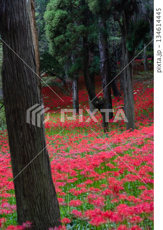 村上緑地公園に咲く彼岸花の群生風景 村上緑地公園に咲く彼岸花の群生風景 134614445
