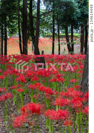 村上緑地公園に咲く彼岸花の群生風景 134614449