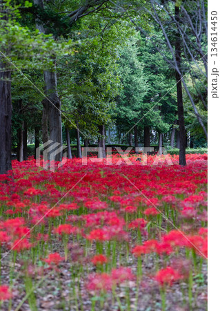 村上緑地公園に咲く彼岸花の群生風景 村上緑地公園に咲く彼岸花の群生風景 134614450