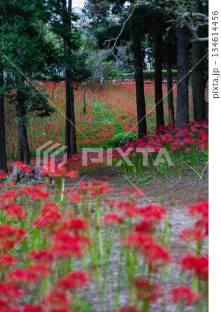 村上緑地公園に咲く彼岸花の群生風景 134614456