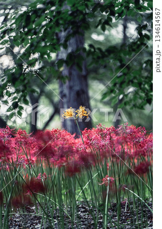 村上緑地公園に咲く黄色い彼岸花 134614567