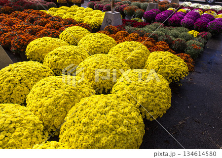 Chrysanthemums in a market, Montreal, Quebec, Canada 134614580