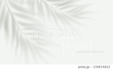 Tropical palm shadow overlay on white background with soft sunlight effect, perfect for summer design projects and realistic mockup presentations with natural foliage silhouettes 134614822