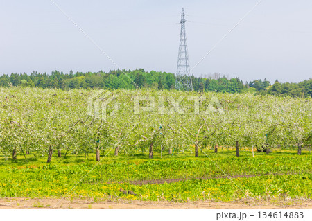 春の青森県鶴田町 リンゴの花 春の青森県鶴田町 リンゴの花 134614883