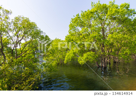 春の青森県鶴田町　津軽富士見湖の水没林 134614914