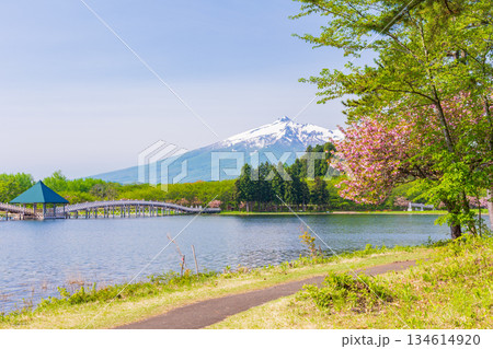 春の青森県鶴田町　鶴の舞橋と岩木山 134614920
