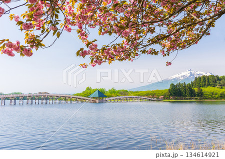 春の青森県鶴田町　鶴の舞橋と岩木山 134614921