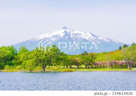 春の青森県鶴田町　岩木山と津軽富士見湖 134614926