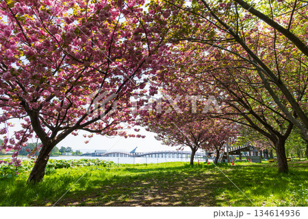 春の青森県鶴田町　富士見湖パーク　満開の八重桜 134614936