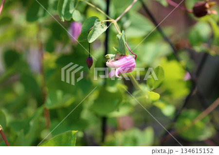 可愛い　クレマチスの花　マシュマロ 134615152