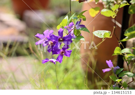 クレマチスの花　セム 134615153