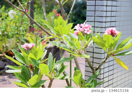 可愛い　プルメリアの花 134615156
