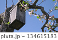 A rustic wooden birdhouse is suspended from a tree branch, adorned with delicate pink blossoms, creating a serene and inviting atmosphere in a vibrant natural setting 134615183