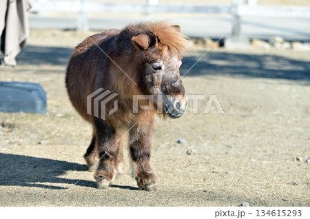 ミニチュアホース 134615293