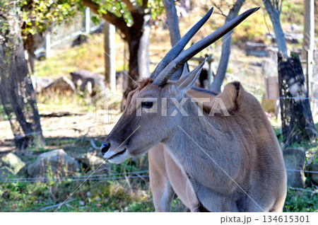 エランド 134615301