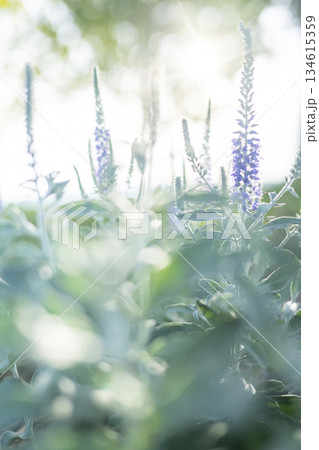 公園の新緑　キラキライメージ 134615359