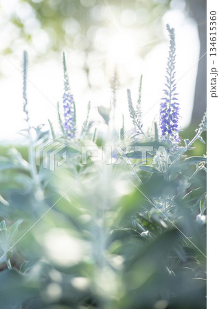 公園の新緑　キラキライメージ 134615360