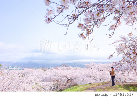 五稜郭公園の桜 134615517
