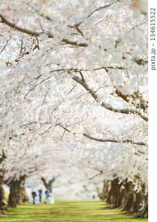五稜郭公園の桜 134615522