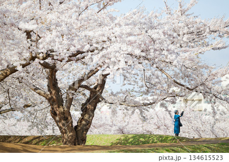五稜郭公園の桜 五稜郭公園の桜 134615523