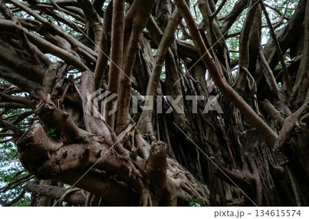 崇元寺公園のガジュマル 134615574