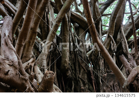 崇元寺公園のガジュマル 134615575