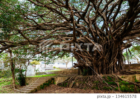 崇元寺公園のガジュマル 崇元寺公園のガジュマル 134615578