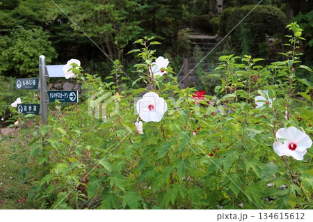 爽やか　タイタンビカスの花 134615612