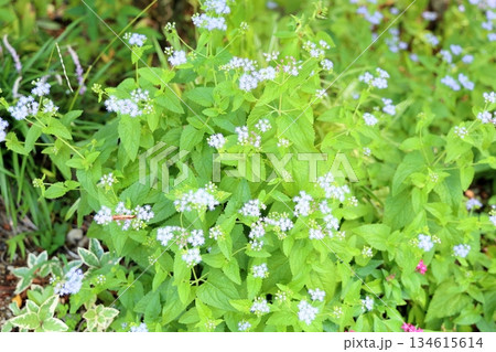 爽やか　コノクリニウムの花 134615614