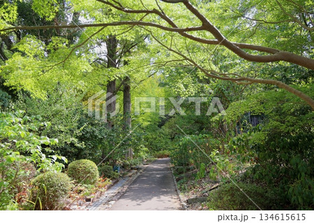 色づく　イロハモミジの葉 134615615