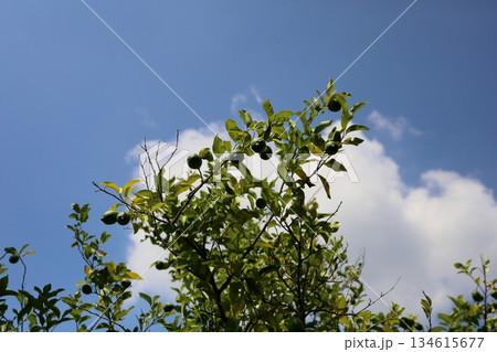 爽やか　レモンの実 134615677