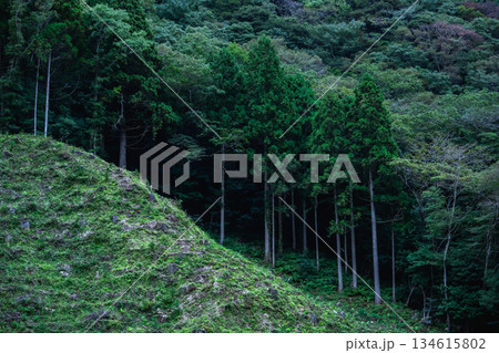 深い森の斜面と木々 深い森の斜面と木々 134615802