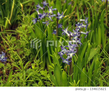 The vibrant purple flowers of the Oriental Hyacinth (Hyacinthus orientalis) stand out against the green foliage. Lush green leaves frame the spring bloom. Close-up. The vibrant purple flowers of the Oriental Hyacinth (Hyacinthus orientalis) stand out against the green foliage. Lush green leaves frame the spring bloom. Close-up. 134615821