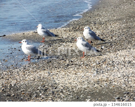 検見川浜の砂浜で休憩中の冬の渡り鳥ユリカモメ 検見川浜の砂浜で休憩中の冬の渡り鳥ユリカモメ 134616015