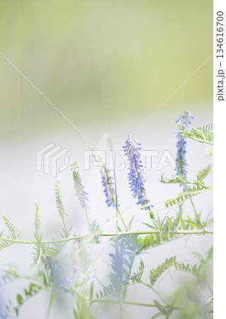 日を浴びているクサフジの花 日を浴びているクサフジの花 134616700