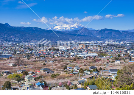 【神奈川県】曽我梅林と富士山 134616832