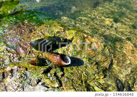 埼玉県槻川で採集したカワニナ 埼玉県槻川で採集したカワニナ 134616848