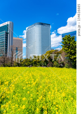 【東京都】高層ビルに囲まれた浜離宮恩賜庭園の菜の花 134616885