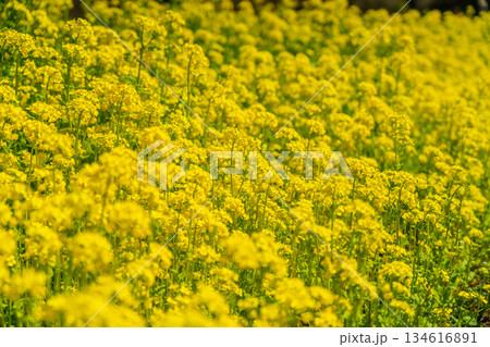柔らかな日差しに照らされた菜の花 柔らかな日差しに照らされた菜の花 134616891
