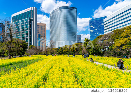 【東京都】高層ビルに囲まれた浜離宮恩賜庭園の菜の花 134616895