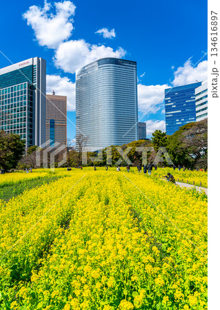 【東京都】高層ビルに囲まれた浜離宮恩賜庭園の菜の花 134616897