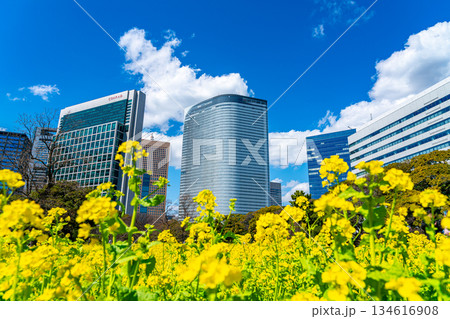 【東京都】高層ビルに囲まれた浜離宮恩賜庭園の菜の花 134616908