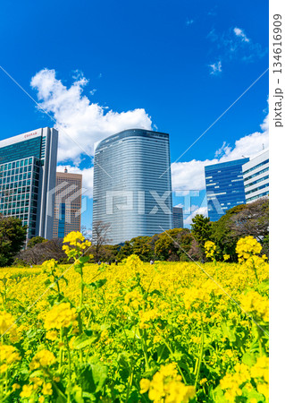 【東京都】高層ビルに囲まれた浜離宮恩賜庭園の菜の花 【東京都】高層ビルに囲まれた浜離宮恩賜庭園の菜の花 134616909