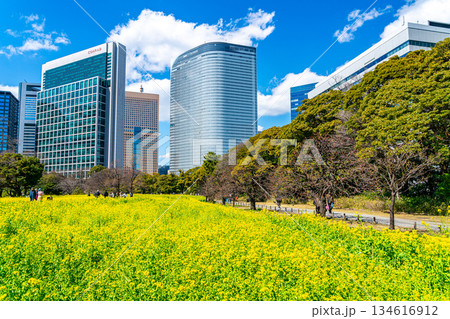 【東京都】高層ビルに囲まれた浜離宮恩賜庭園の菜の花 【東京都】高層ビルに囲まれた浜離宮恩賜庭園の菜の花 134616912
