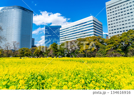 【東京都】高層ビルに囲まれた浜離宮恩賜庭園の菜の花 134616916