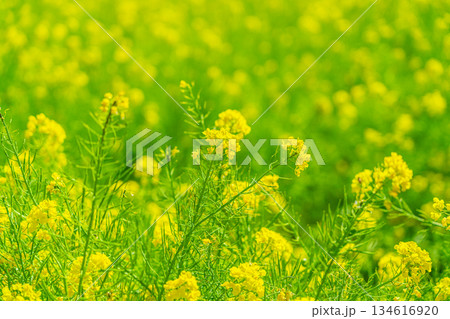 柔らかな日差しに照らされた菜の花 柔らかな日差しに照らされた菜の花 134616920