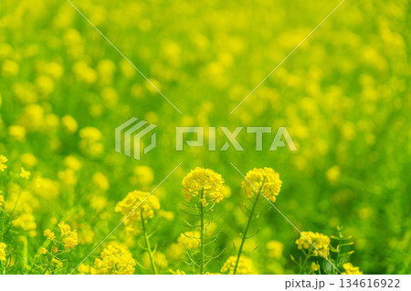柔らかな日差しに照らされた菜の花 柔らかな日差しに照らされた菜の花 134616922