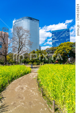 【東京都】高層ビルに囲まれた浜離宮恩賜庭園の菜の花 【東京都】高層ビルに囲まれた浜離宮恩賜庭園の菜の花 134616924